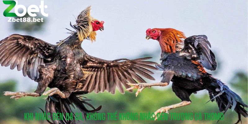 Khi nhắc đến đá gà, không thể không nhắc đến trường gà Thomo