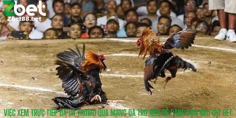 Việc xem trực tiếp đá gà Thomo qua mạng đã trở nên dễ dàng hơn bao giờ hết