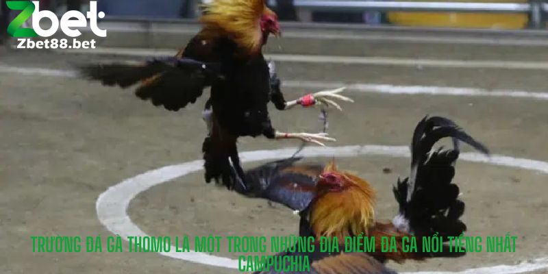 Trường đá gà Thomo là một trong những địa điểm đá gà nổi tiếng nhất Campuchia